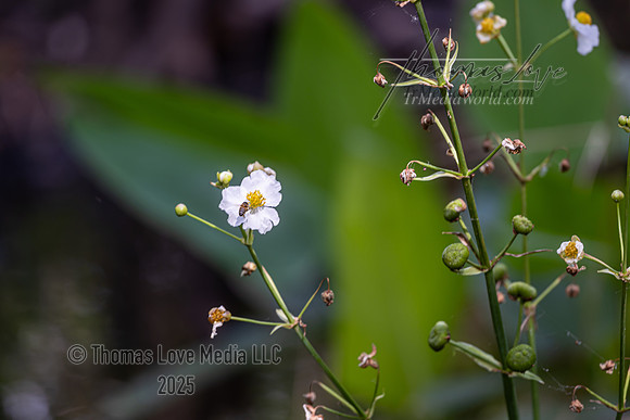 9W6A0589